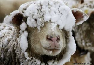 Овца провела 11 дней под трехметровым слоем снега