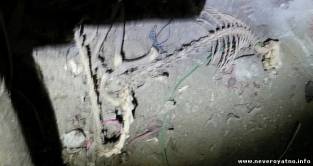 В подвале обнаружили скелет загадочного существа