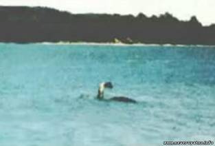 Пять человек видели чудовище в озере Шамплейн на прошлой неделе
