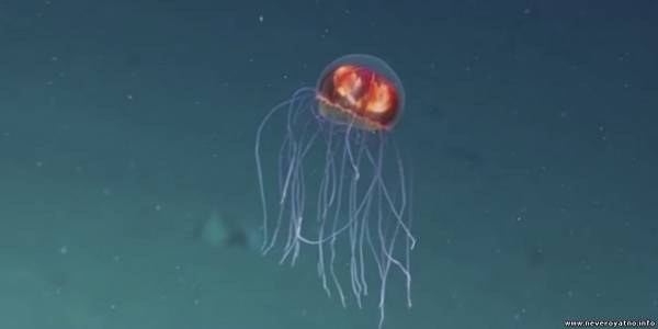 Обнаружены ранее неизвестные виды глубоководных животных