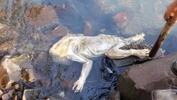В Парагвае найдено странное существо