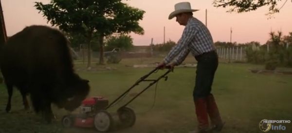 В доме у техасской пары живёт буйвол весом 1134 кг (видео)