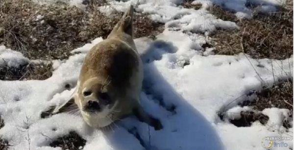Детёныш тюленя заблудился в степи Казахстана