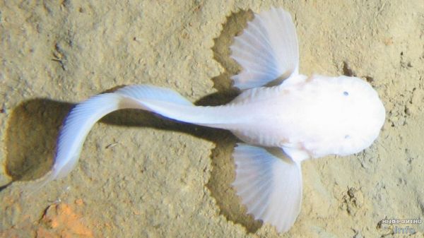 Самую глубоководную в мире рыбу показали на видео