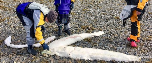 На Аляске нашли останки неизвестного морского существа
