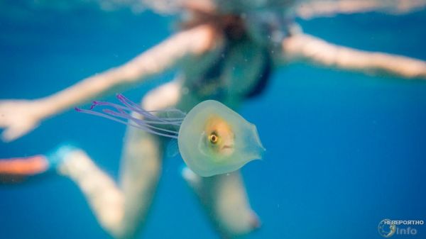 Живая рыба внутри медузы (фото)