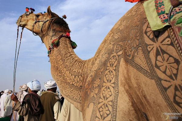 Из-за ботокса верблюдам запретили участвовать в конкурсе красоты