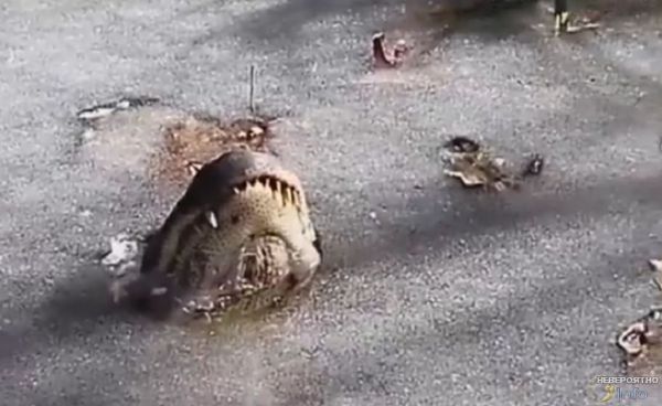 В Северной Каролине аллигаторы вмерзли в лед (видео)