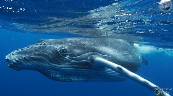 Горбатый кит защитил женщину от акулы (видео)