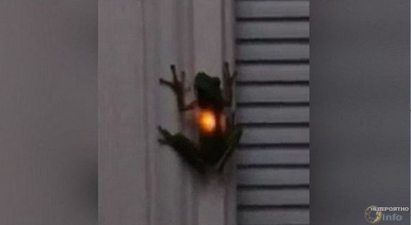 Необычную лягушку-светлячка запечатлели на камеру