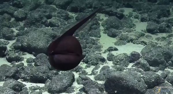На дне океана нашли редкого монстра с огромным ртом (видео)