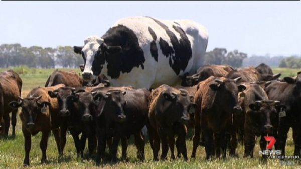В Австралии нашли корову ростом два метра