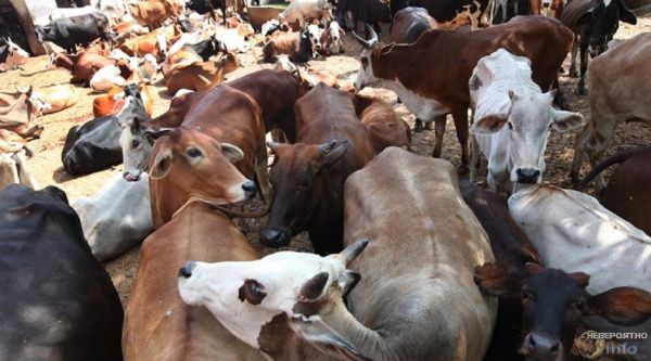 В Индии массово гибнут коровы, а чиновники что-то недоговаривают