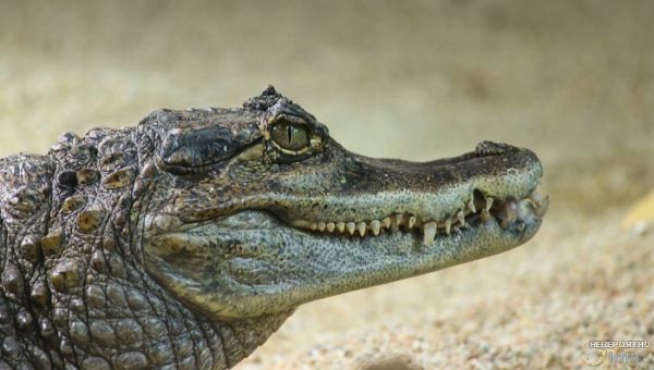 В Южной Корее обнаружили следы двуногих крокодилов