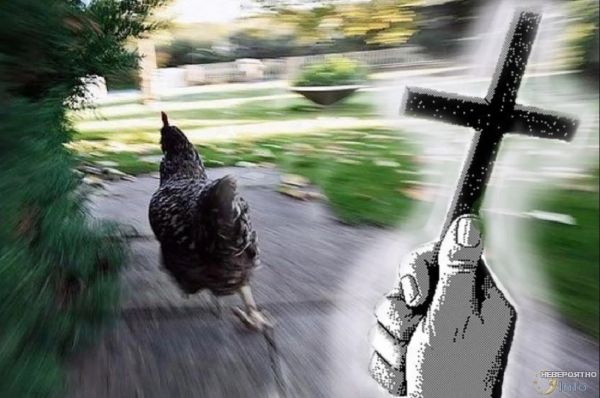 Почему курицы боятся креста