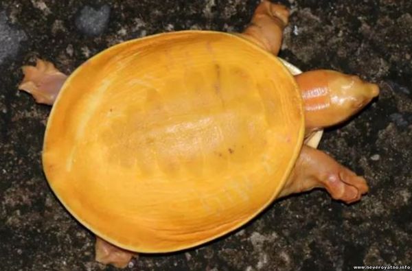 В Индии нашли ярко-желтую черепаху (видео)