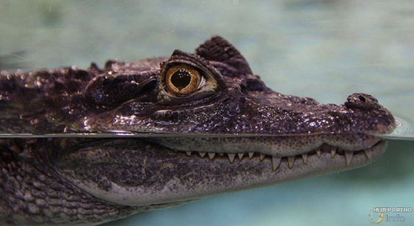 В японской семье 40 лет живёт домашний крокодил