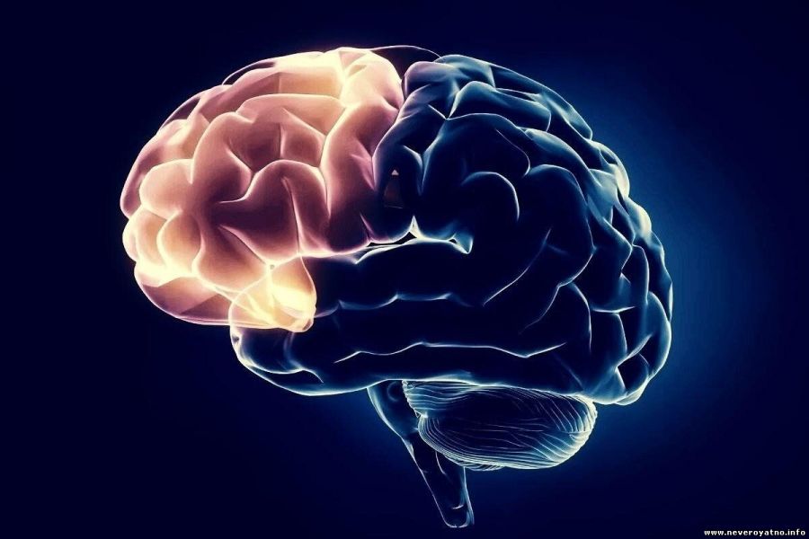 Как власть влияет на мозг?