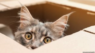 Ученые: кошки следят за хозяевами даже тогда, когда их не видят