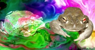 Психоделик из яда южноамериканской жабы может помочь лечить ПТСР, зависимости и депрессию.