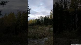 В канадском лесу заметили странный вой, похожий на голос йети (видео)