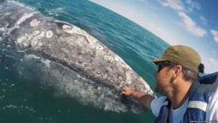 Туристы засняли огромного кита, который подплыл прямо к лодке