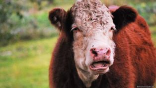 В Новой Зеландии собрались ввести налог на коровью отрыжку