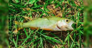 Исследователи выяснили, почему рыба падает с неба в Тексаркане