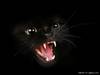 Черная кошка.Мистика и реальность