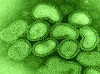 Голландский учёный создал вирус Супергриппа