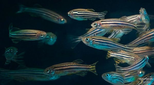 Влияние 5G на организм проверили на рыбах