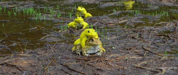 Индийские лягушки поменяли цвет на ярко-жёлтый (видео)