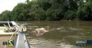 Черная магия в Атланте? Люди нашли в реке десятки обезглавленных коз.