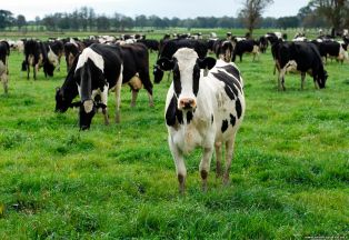 Ирландцам придется убить миллион коров ради спасения планеты