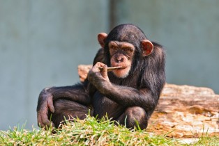 В Африке ученые изучают мальчика, который мог родиться от шимпанзе