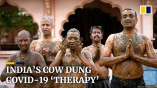 В Индии врачи призывают пациентов не лечить коронавирус коровьим навозом