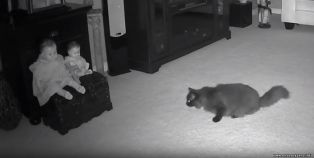 Владелица дома с привидениями сняла на видео, как призрак напугал ее кошку