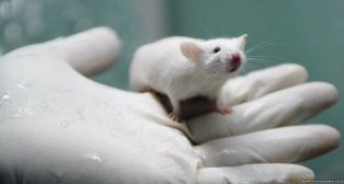 У потомства лабораторных крыс обнаружили пороки развития рёбер после вакцинации от COVID-19