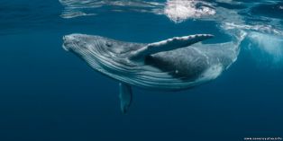 Ученые призвали признать океан живым существом