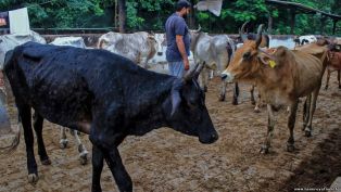 Бугорчатая кожа: в Индии от вируса погибло 100 тысяч голов крупного рогатого скота.