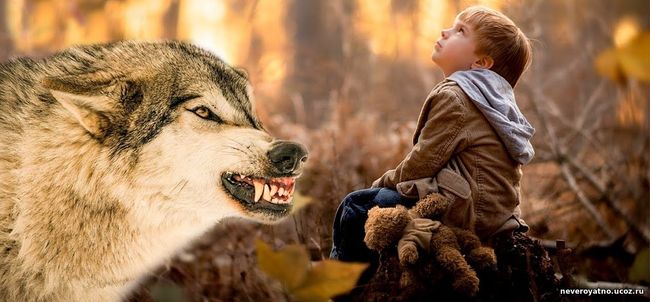 Волк всю ночь грел ребёнка, замерзавшего в лесу