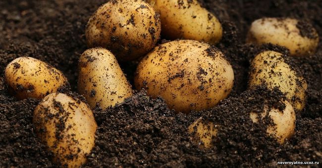 Четыре человека погибли, отравившись газами от гнилого картофеля