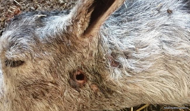 Неизвестное животное высосало кровь из коз в Курской области